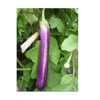 Hạt cà tím F1- mã sản phẩm EP01- chiatai thái lan