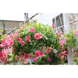 Chậu Treo Dừa cạn rủ