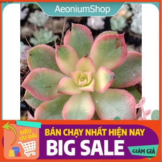 Sen Đá 3 Màu Size Mini, Xuất Xứ Đà Lạt, Lỗi 1 Đổi 1 💪 💪