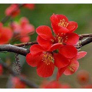 Hạt giống hoa mai trung quốc hoa đỏ kns1223 - gói 5 hạt