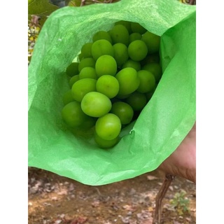 CÂY GIỐNG NHO SỮA ( CÂY GHÉP SIÊU SỚM)