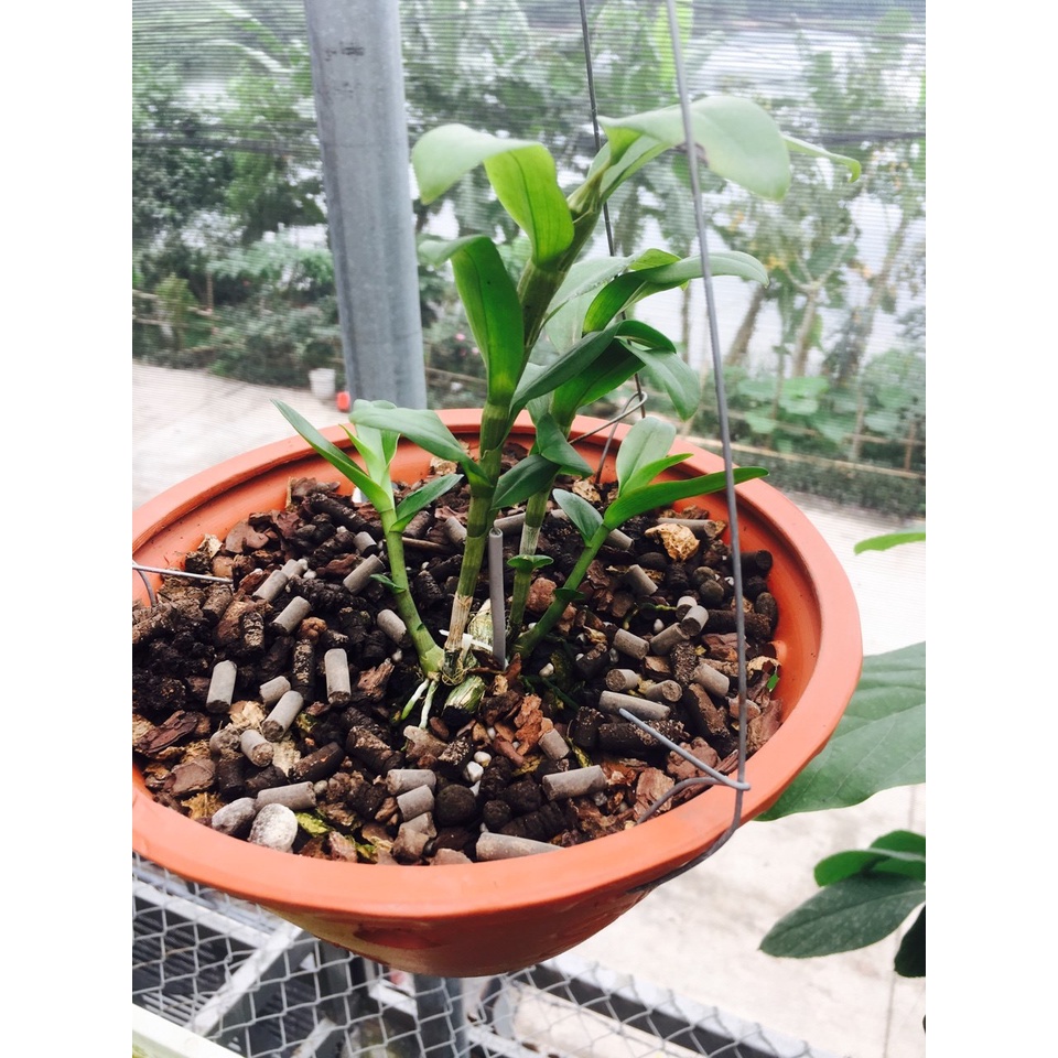 Phân trùn quế  hữu cơ sinh học dạng viên 800gr
