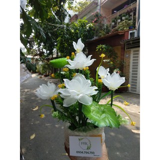 Chậu Sen Trắng thành phẩm 25-30cm