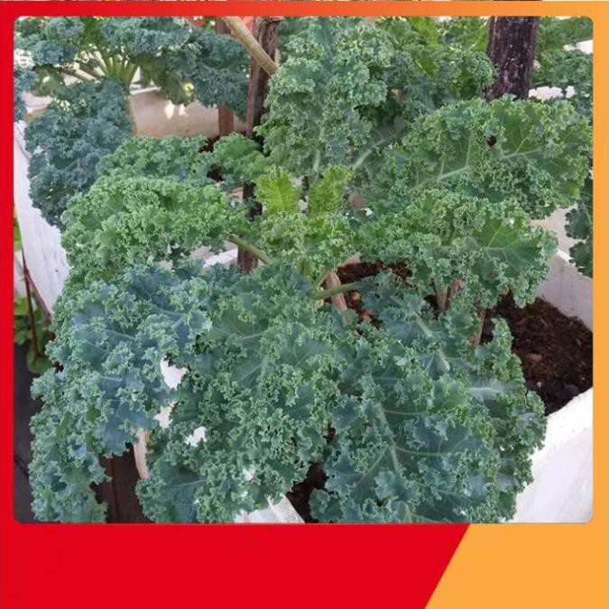 Hạt Giống Cải Kale