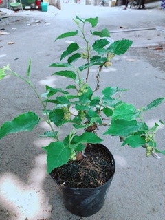 Cây Dâu Bonsai