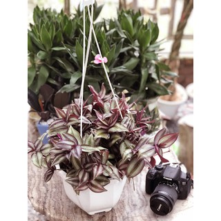 Thài Lài Tím - Cây Cảnh