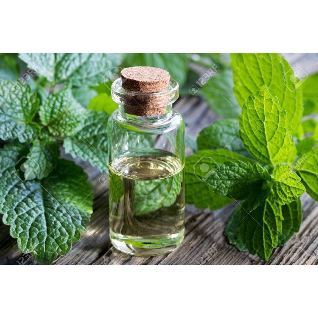 Hạt Giống Bạc Hà Chanh/Lemon Balm (120 Hạt) - Thơm hương chanh và xả, Giảm stress - MUA 3 TẶNG 1 CÙNG LOẠI