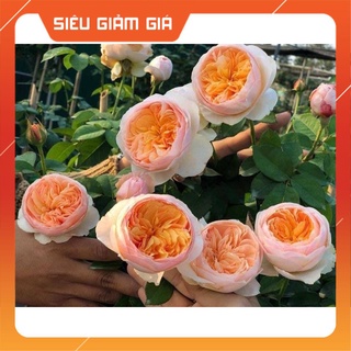 Hoa hồng giống ngoại triệu đô Juliet siêu đẹp siêu cuốn hút-Hoangoaimelinh Gía Rẻ Gía Rẻ