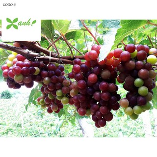 Hạt giống Nho pháp (10 hạt)
