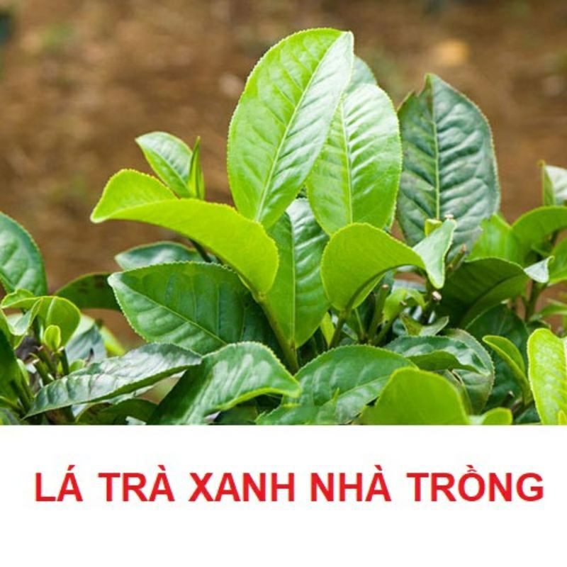 Lá trà xanh nhà trồng 1 kg