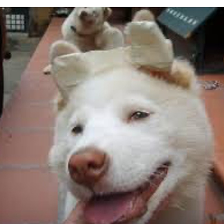 Băng dính thể thao Thái Lan  loại 1