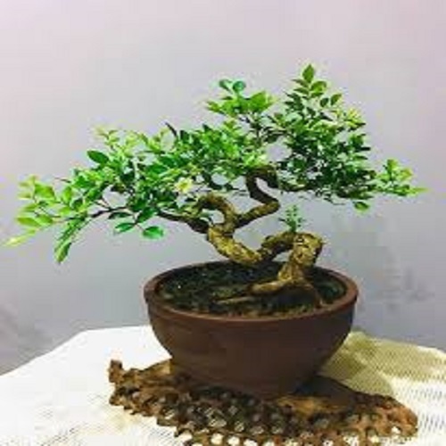 Cây NGUYỆT QUẾ lùn phôi bon sai cực đẹp
