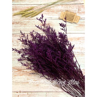 🌸Loại đẹp🌸 Hoa sao khô HOA SAO ĐUÔI CÔNG - DRIED STATICE màu tím đậm decor trang trí