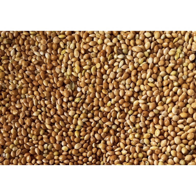 1 bao 25kg Kê bóng vàng  - Thức ăn: Yến Phụng • Sóc • Gà Kiểng • Cu Gáy..