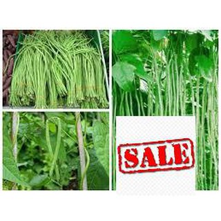 15 gram hạt giống đậu đũa SALE