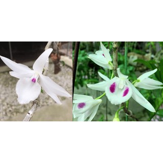 phi điệp(giả hạc) 5 cánh trắng 5ct phú thọ hàng gieo hạt