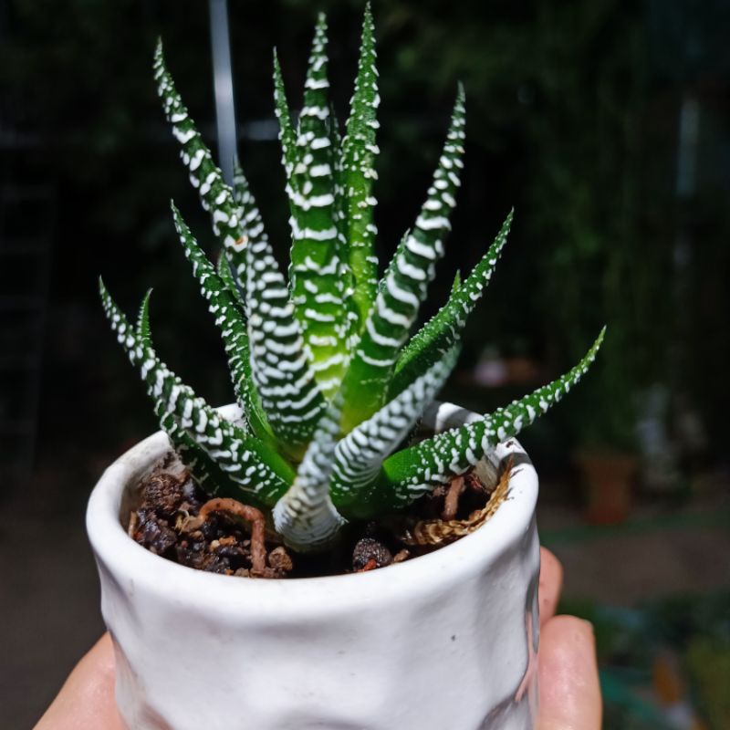 Sale 50%-Sen đá Haworthia Fasciata, móng rồng siêu đẹp😍