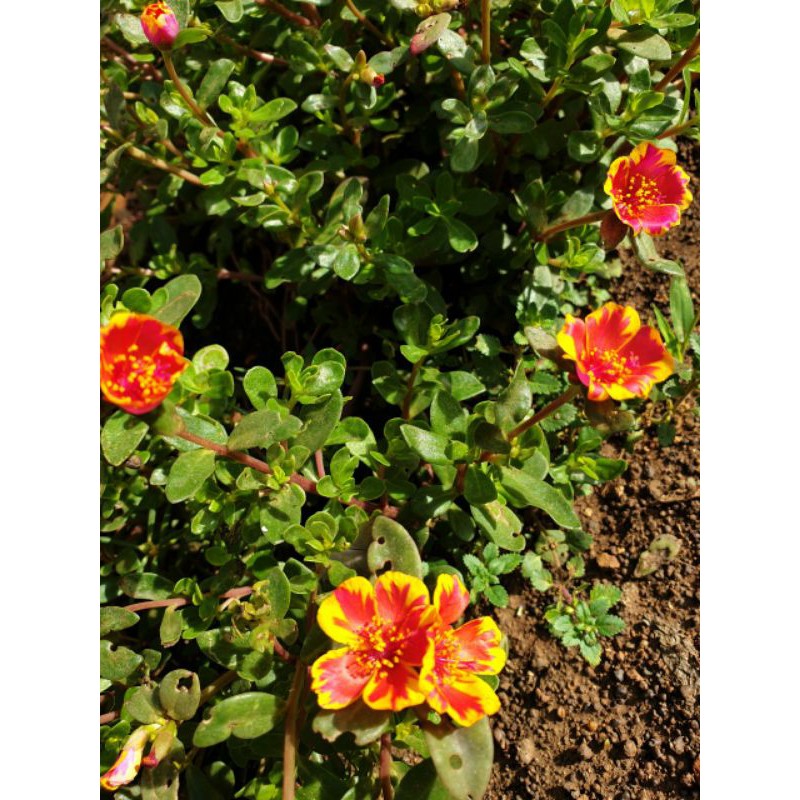 Combo 3 bó Hoa 10h Sam thái đủ 3 màu riêng biệt, giá #69k, 40 cây/bó