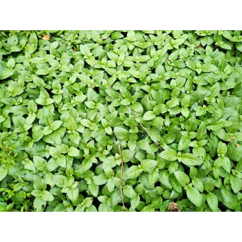 Cây giống rau quế vị - rau xá xị