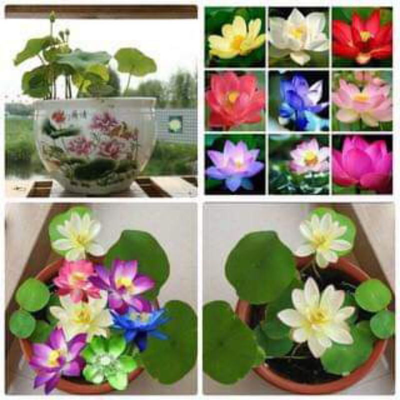 Hạt Sen mini siêu rẻ