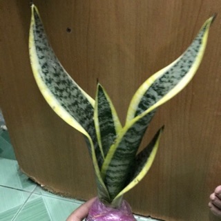 Cây lưỡi hổ trung - Size để bàn