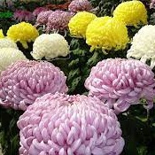Hạt Giống hoa Cúc Đại Đóa Mix ₫22.000