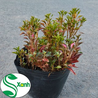 Cây Cảnh Kỉ Đỏ