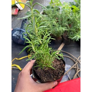 Bầu cây hương thảo lá tươi tốt, gốc khỏe