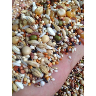 ngũ cốc dành cho chim cu gáy