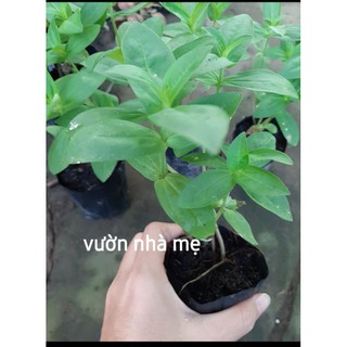 cây cúc lá nhám trồng tết