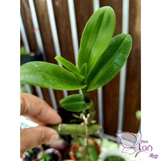 Lan Phi Điệp 🍀FREESHIP🍀 Mít Văn Sơn [ Ươm Kie ]