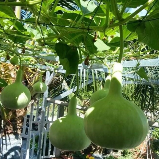 HẠT GIỐNG BẦU HƯƠNG PATAYA