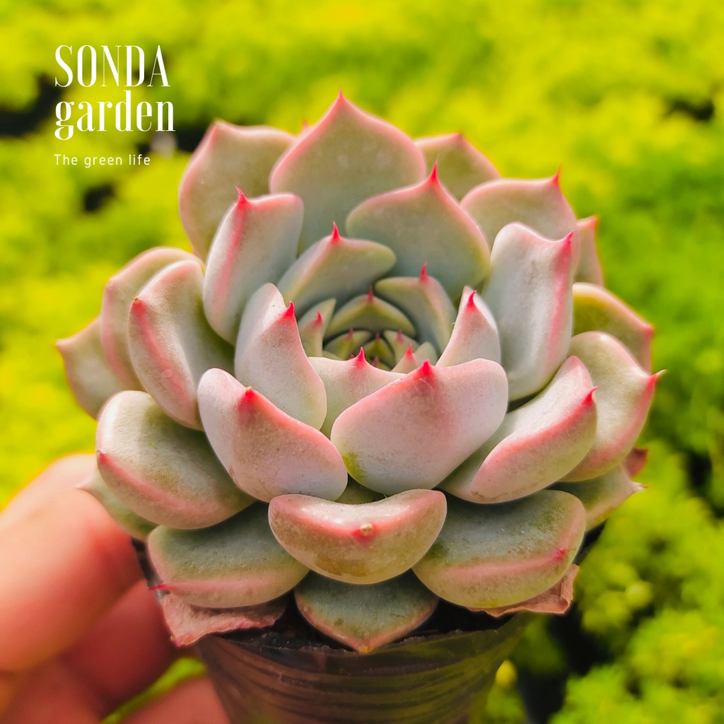 Sen đá hồng cánh cứng SONDA GARDEN size bé 5-8cm, xuất xứ Đà Lạt, khoẻ đẹp, lỗi 1 đổi 1