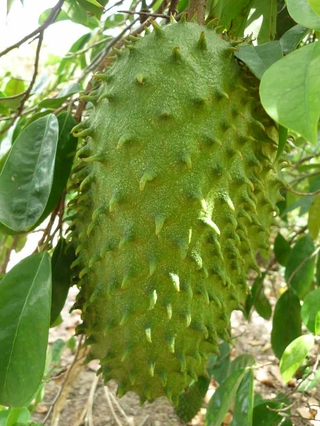 Cây mãng cầu xiêm, na gai siêu trái