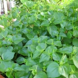 Combo 15 cây rau càng cua giống , rau tiêu , cương hoa thảo sinh trưởng tốt