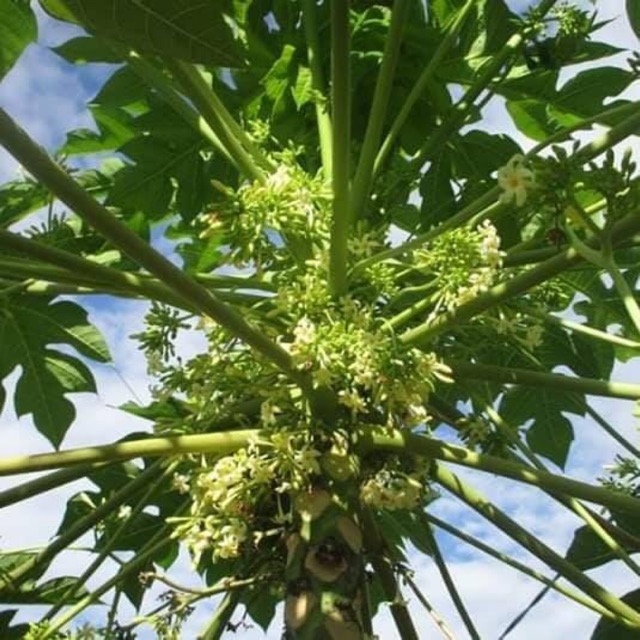 Trà hoa đu đủ đực