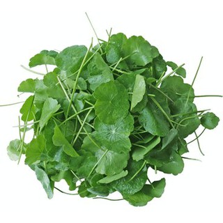 Hạt Giống Rau Má (gói 1g)
