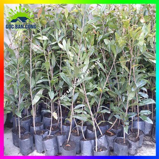 Combo 20 cây mai con quấn rễ