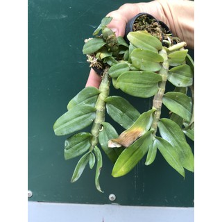 TRẦM TÍM  RỪNG GIỐNG