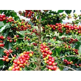 Cây giống Cây Cà phê chè