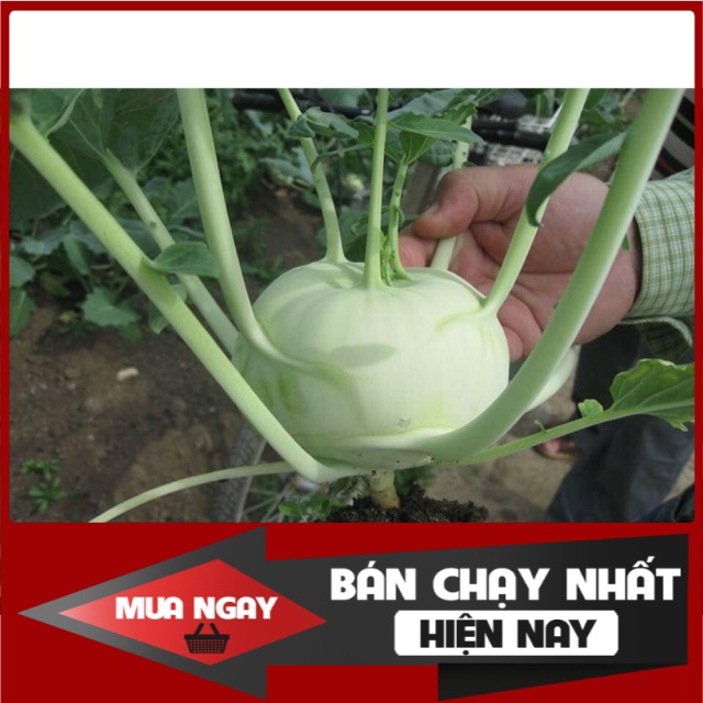 [ Big Sale ] (1300 hạt) Hạt giống su hào mơ xanh NK Thái lan
