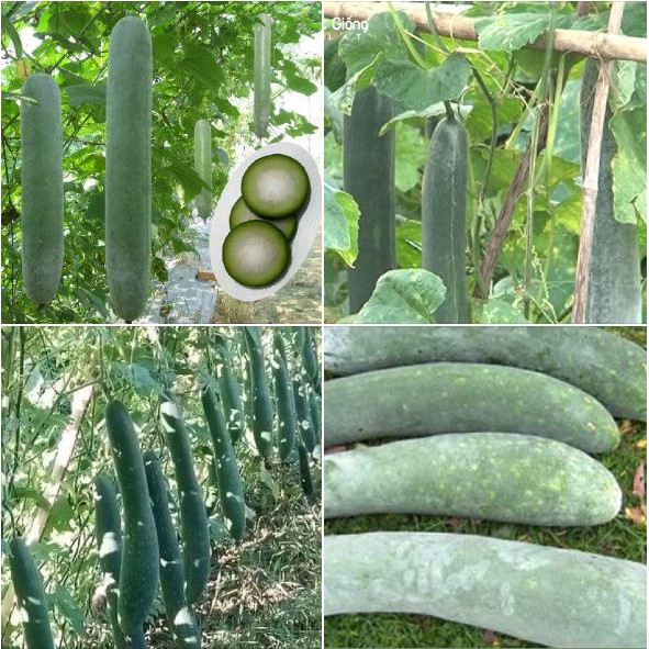 Hạt giống Bí đao (bí sặt) – 2Gram ( 20 hạt )