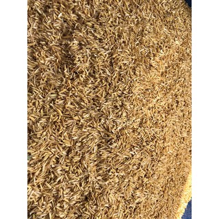 1kg trấu trồng cây
