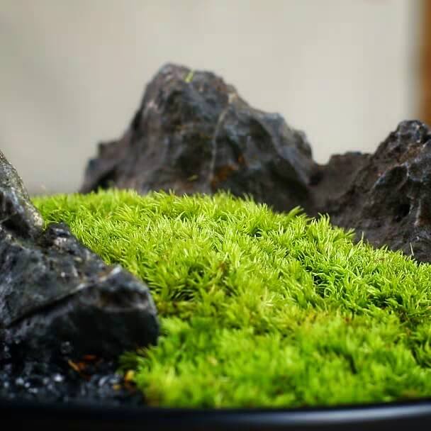 Rêu leucobryum, cushion cho bể terrarium, bonsai hôp 10x15cm