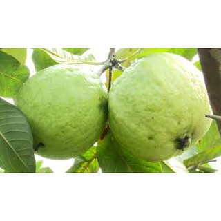Cây giống Ổi không Hạt. [ Cây ghép cho trái sớm ].