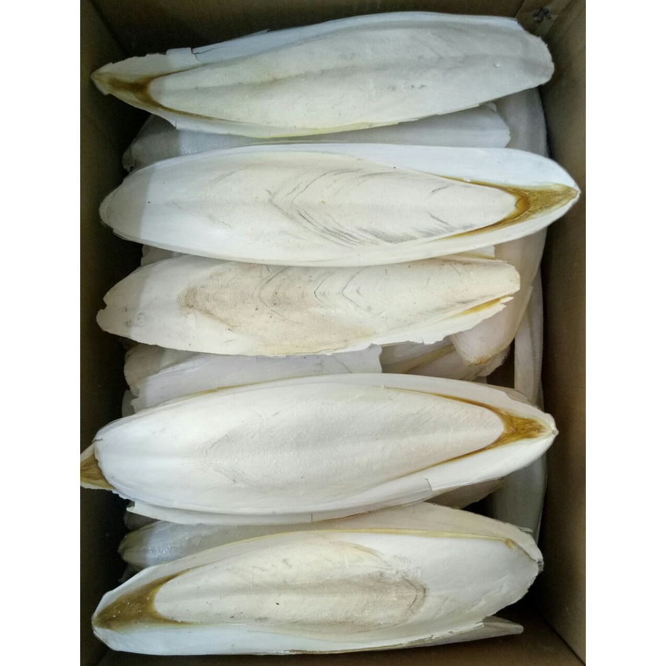 1 CÁI NAN MỰC TĂNG CƯỜNG CANXI CHO CHIM,VẸT, CÓ THỂ LÀM SƯƠNG SA, SƯƠNG SÁO