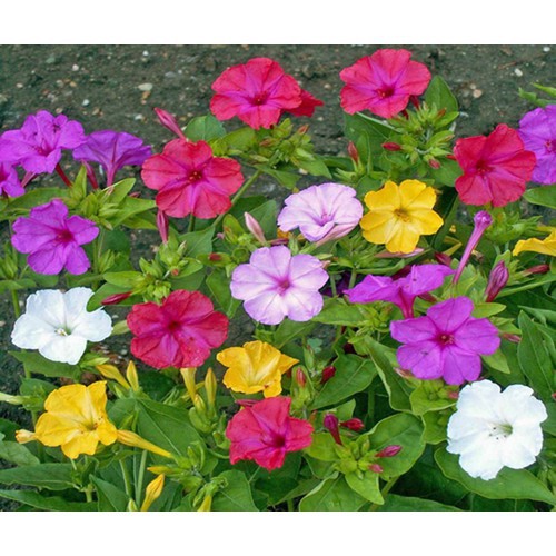 Gói 1GR hạt giống hoa Bông Phấn Nhiều Màu