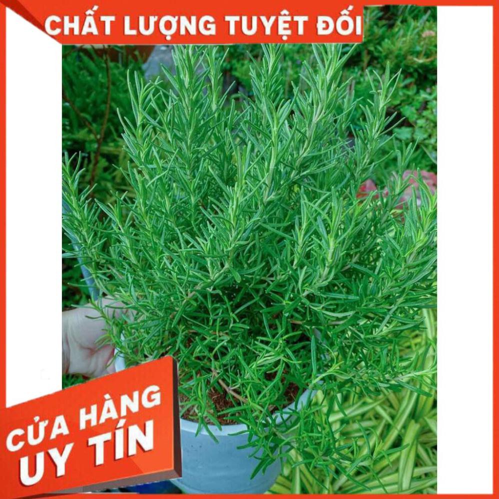 Chậu Hương Thảo Lớn Nhiều Người Mua