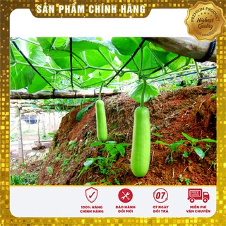 Hạt giống bầu lai F1 - 2gr