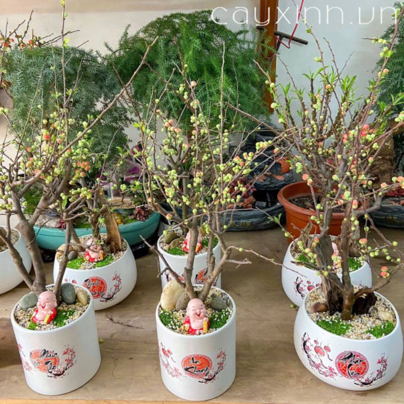 Hoa Mai Đỏ Chơi Tết Cây Đẹp Chuẩn Tết